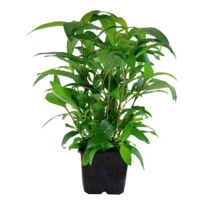 Bestseller Hygrophila corymbosa 'Stricta
