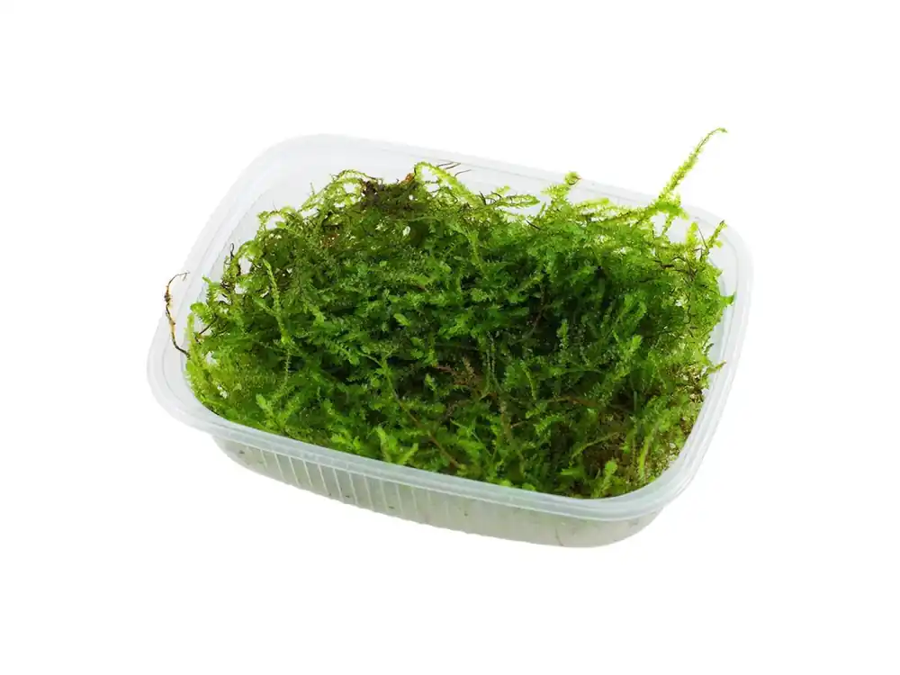 Taxiphyllum barbieri 'Bogor Moss' Letzte Chance