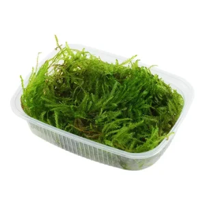 Preisreduziert Taxiphyllum 'Spiky Moss'