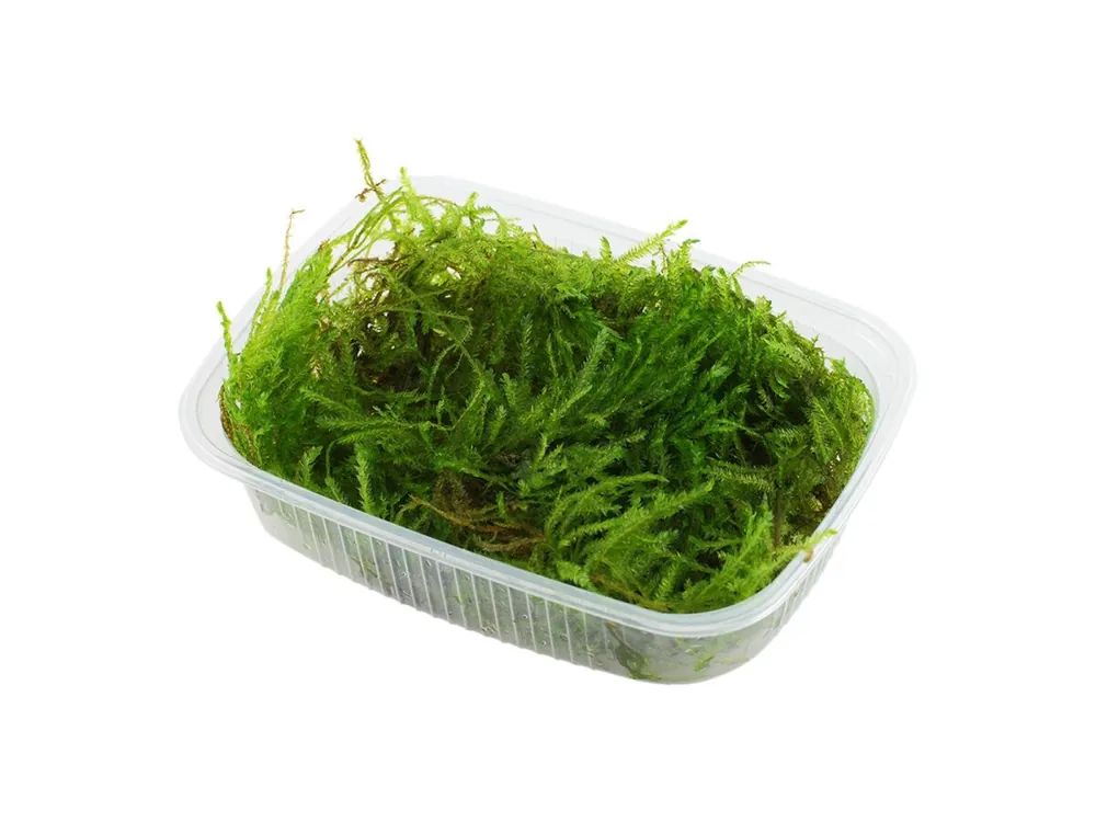Preisreduziert Taxiphyllum 'Spiky Moss'