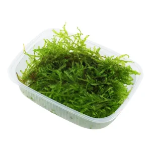 Vesicularia montagnei 'Christmas' (Navidad) Top-Angebot