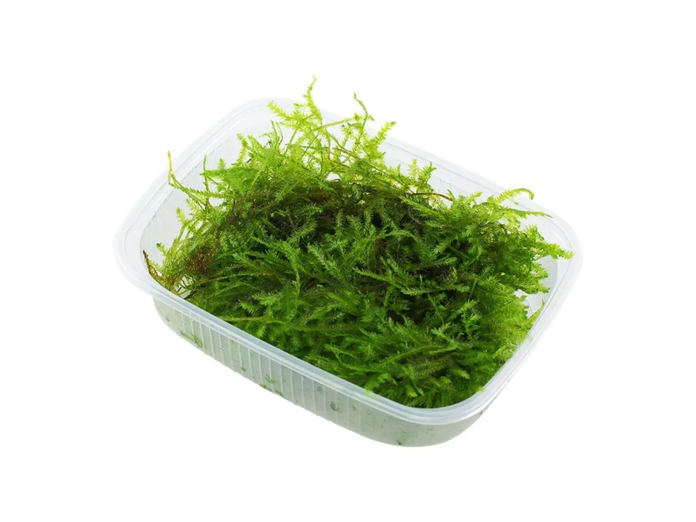 Vesicularia montagnei 'Christmas' (Navidad) Top-Angebot