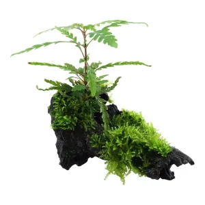 Heißes Angebot Hygrophila pinnatifida y musgo