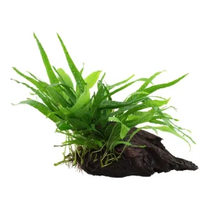 Microsorum pteropus 'Narrow' (Estrecho) Online Kaufen