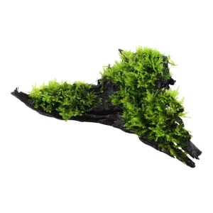 Top-Angebot Vesicularia montagnei 'Christmas' (Navidad)
