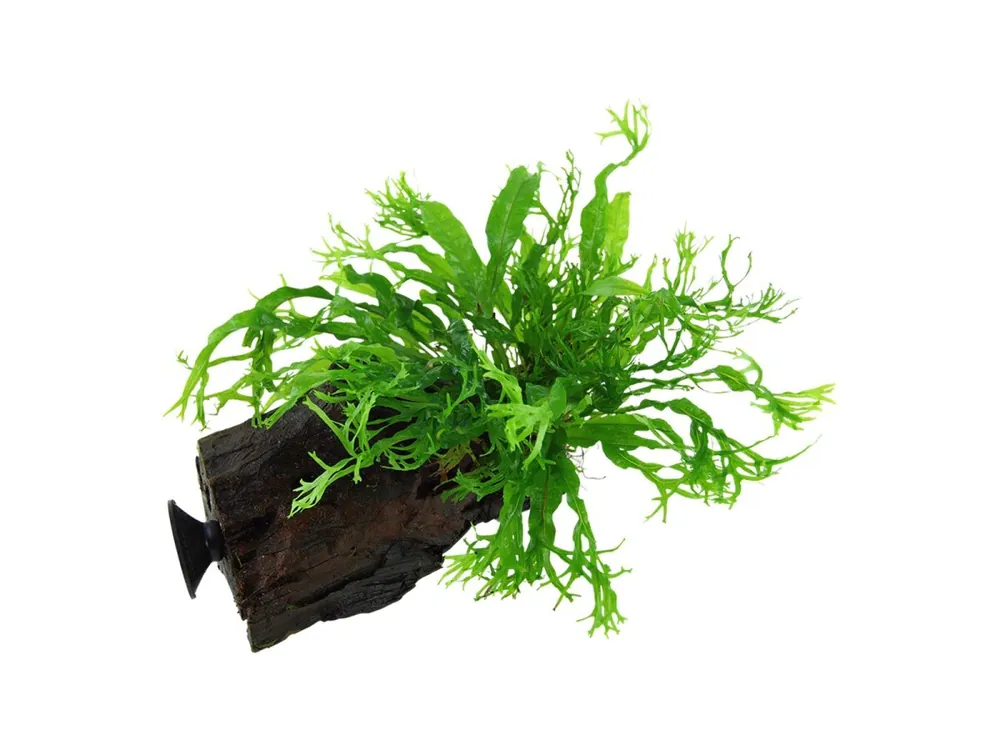 Microsorum pteropus 'Windeløv Echt