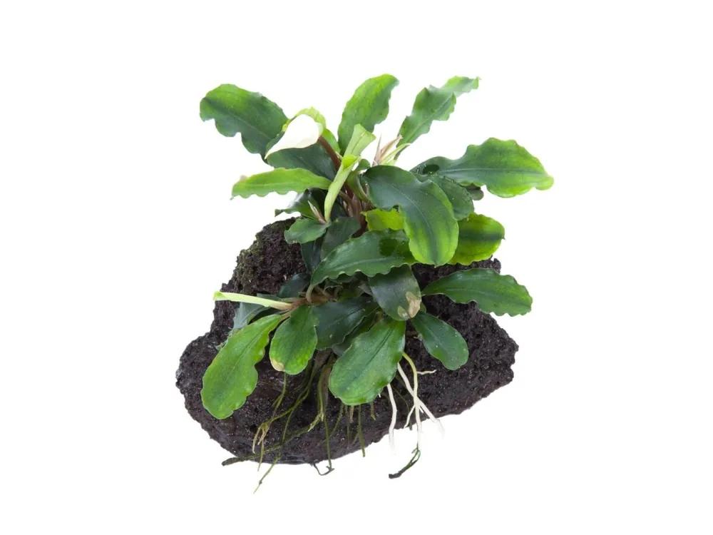Bucephalandra pygmaea 'Verde ondulado' Knallerangebot