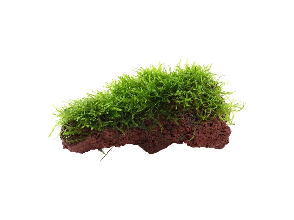 Taxiphyllum barbieri Mousse de Bogor Beliebt