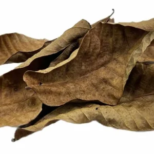 Brown walnut leaves - 5 pieces Neuheit