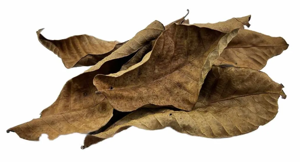 Brown walnut leaves - 5 pieces Neuheit
