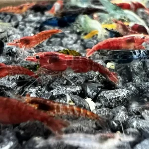Neocaridina Mix B - Grade - 20 Stück Nur Heute
