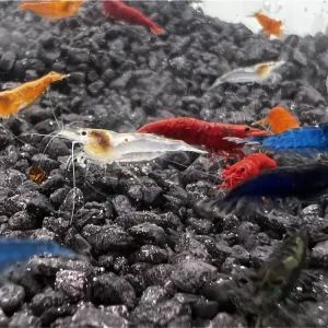 Direktkauf Neocaridina Mix A - Grade - 20 pièces
