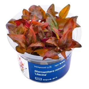 Alternanthera reineckii 'Lilacina Knallerangebot