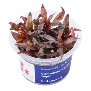 Top-Seller Alternanthera reineckii 'Purple'