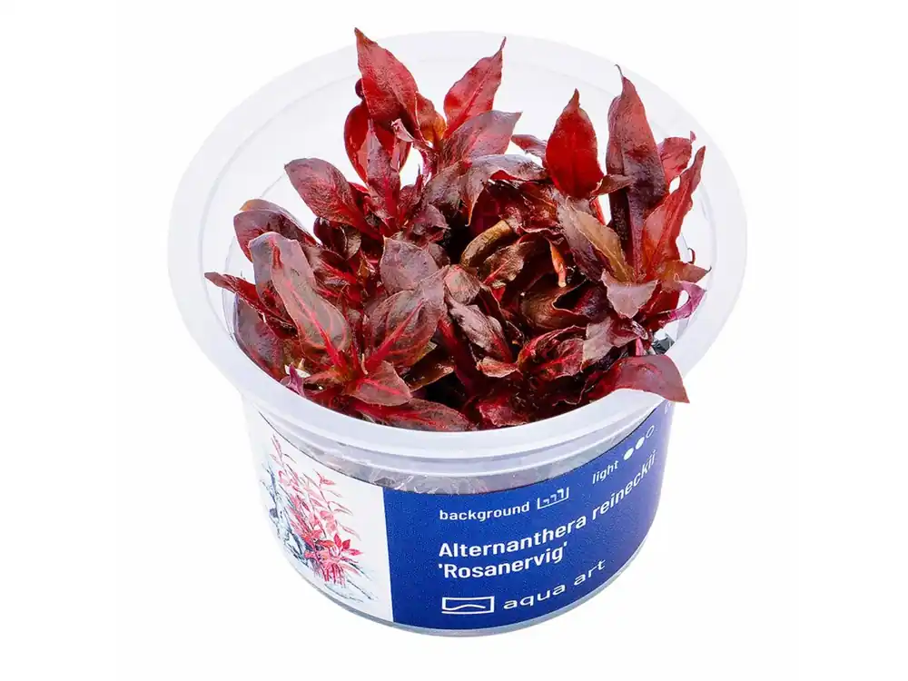 Alternanthera reineckii 'Rosanervig' Must-Have