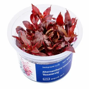 Alternanthera reineckii 'Rosanervig Preisknaller