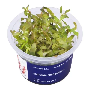 Ammania senegalensis Knallerangebot