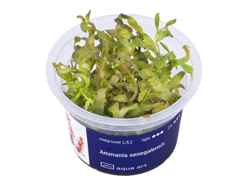 Ammania senegalensis Knallerangebot