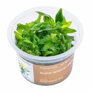 Super-Preis Anubias barteri var. Glabra