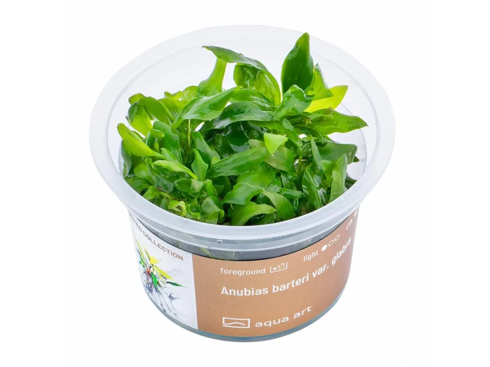 Super-Preis Anubias barteri var. Glabra