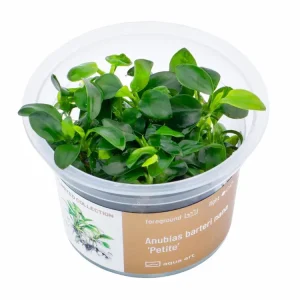 Super-Preis Anubias barteri nana 'Petite