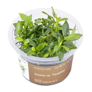 Anubias sp. ’Pangolino’ Geprüft