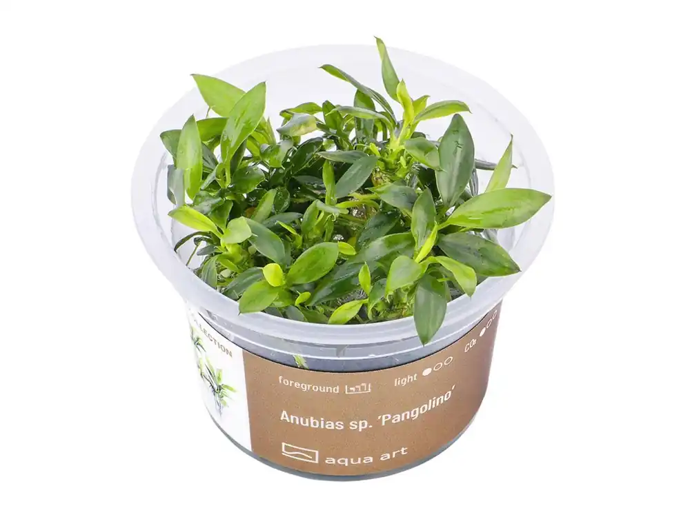 Anubias sp. ’Pangolino’ Geprüft