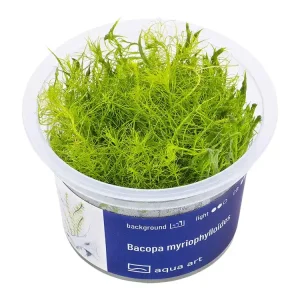 Bacopa myriophylloides Sale