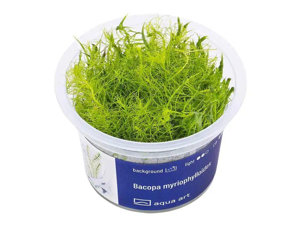 Bacopa myriophylloides Sale