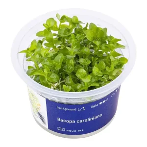 Bacopa caroliniana Markenprodukt