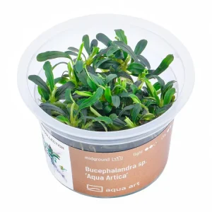 Saisonangebot Bucephalandra sp. 'Aqua Artica' (poisson)