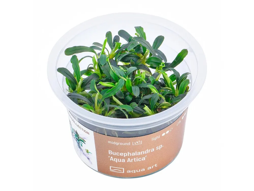 Saisonangebot Bucephalandra sp. 'Aqua Artica' (poisson)
