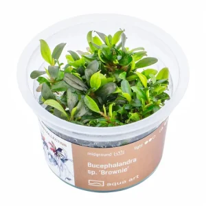 Sichere Zahlung Bucephalandra sp. 'Brownie'