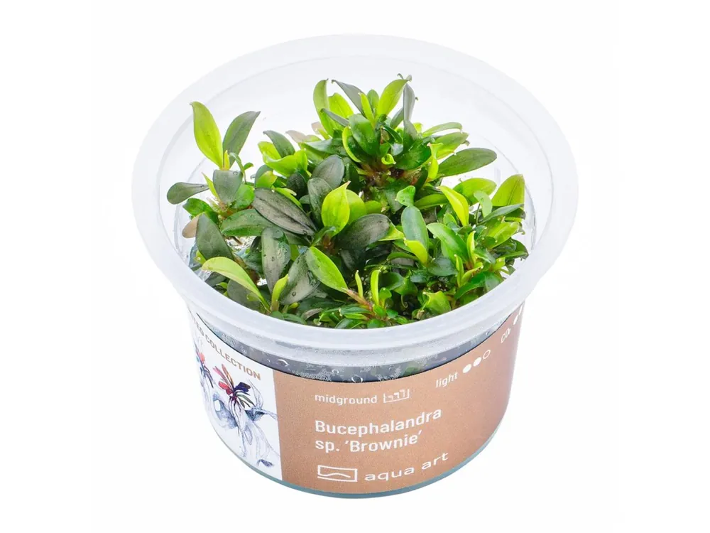 Sichere Zahlung Bucephalandra sp. 'Brownie'