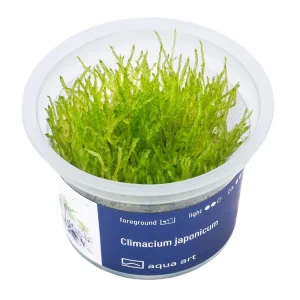 Aktuell Climacium japonicum