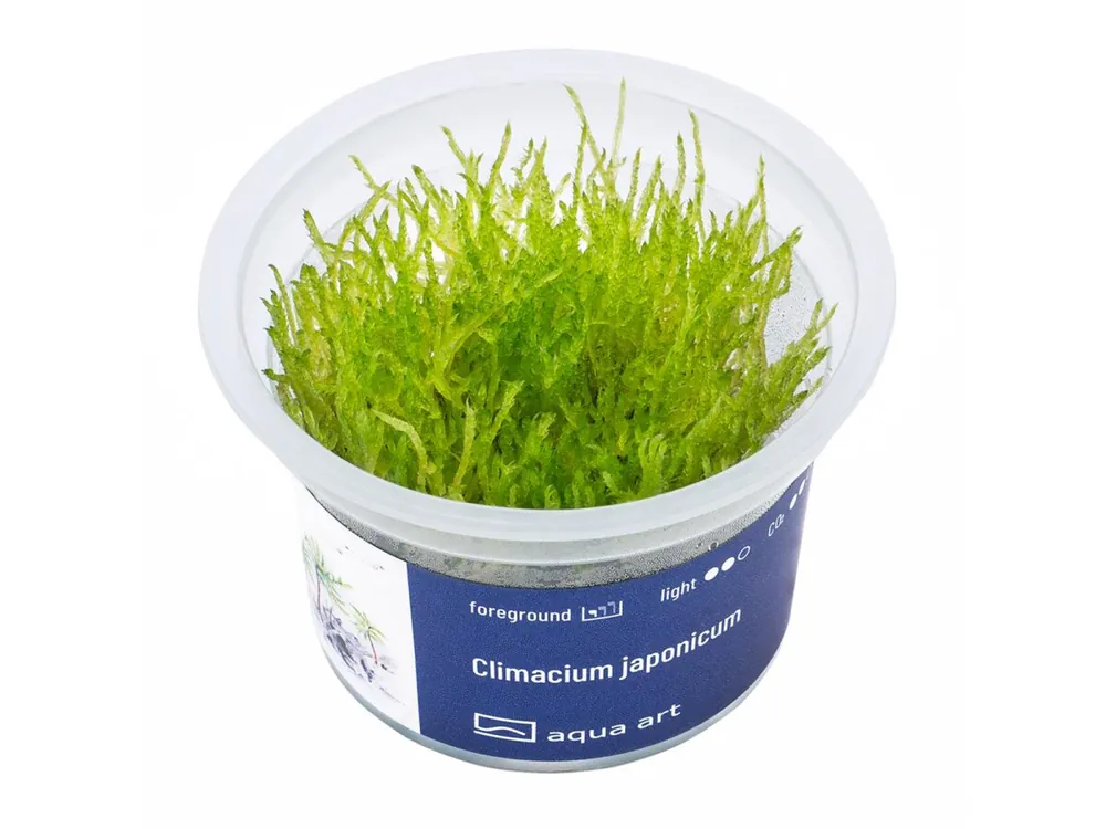 Aktuell Climacium japonicum
