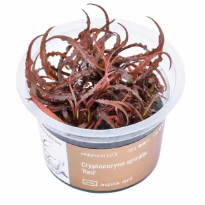 Cryptocoryne spiralis 'Red' Versand Am Gleichen Tag