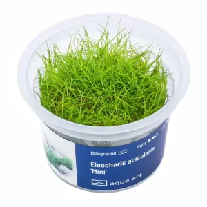 Wochenendangebot Eleocharis acicularis 'Mini