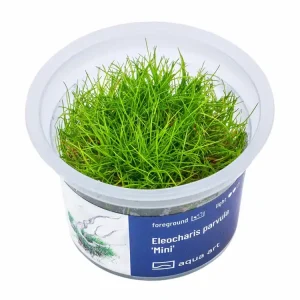 Knallerangebot Eleocharis parvula ’Mini’