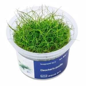 Sofort Bestellen Eleocharis pusilla