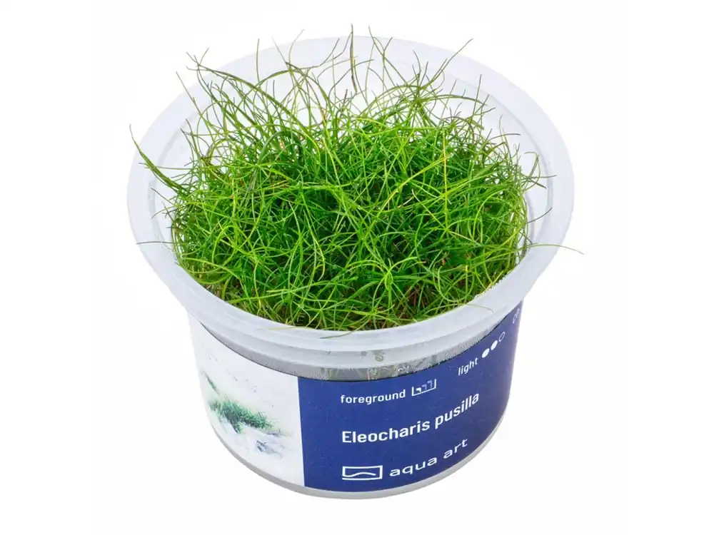Sofort Bestellen Eleocharis pusilla