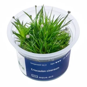 Eriocaulon cinereum Top-Seller