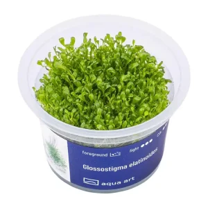 Glossostigma elatinoides Online Kaufen