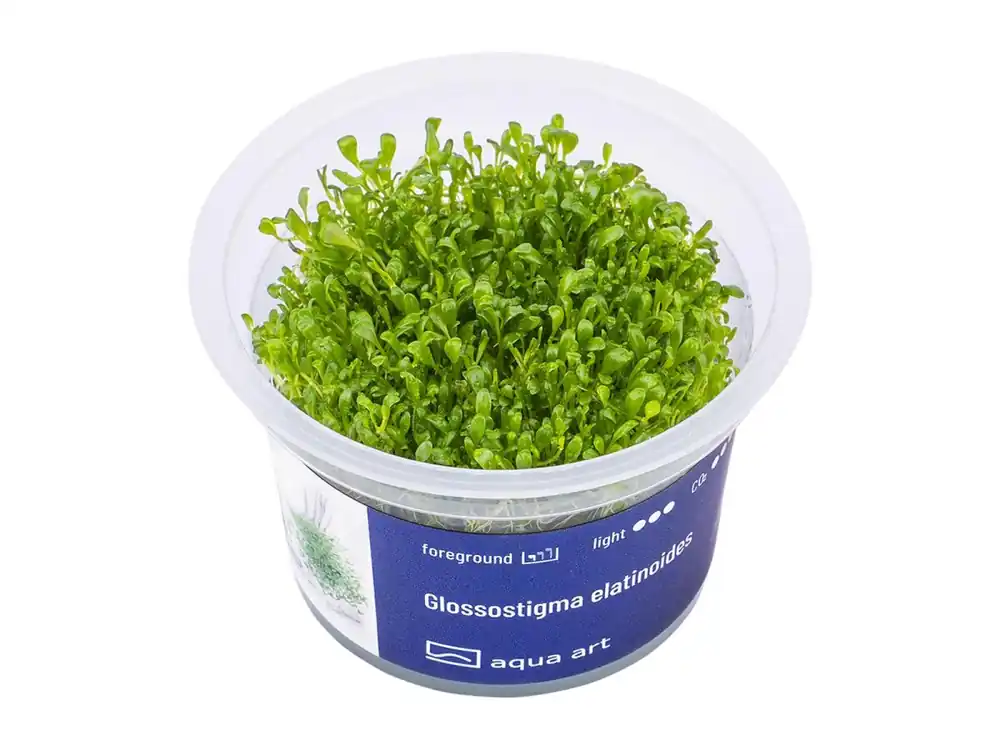 Glossostigma elatinoides Online Kaufen