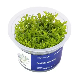 Gratiola viscidula Nur Heute