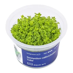 Hemianthus callitrichoides 'Cuba' Top-Seller