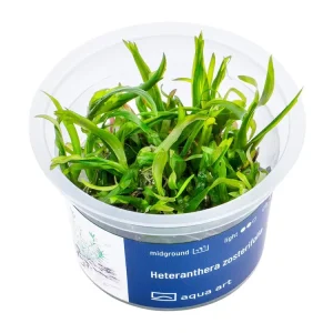 Heteranthera zosterifolia Expressversand