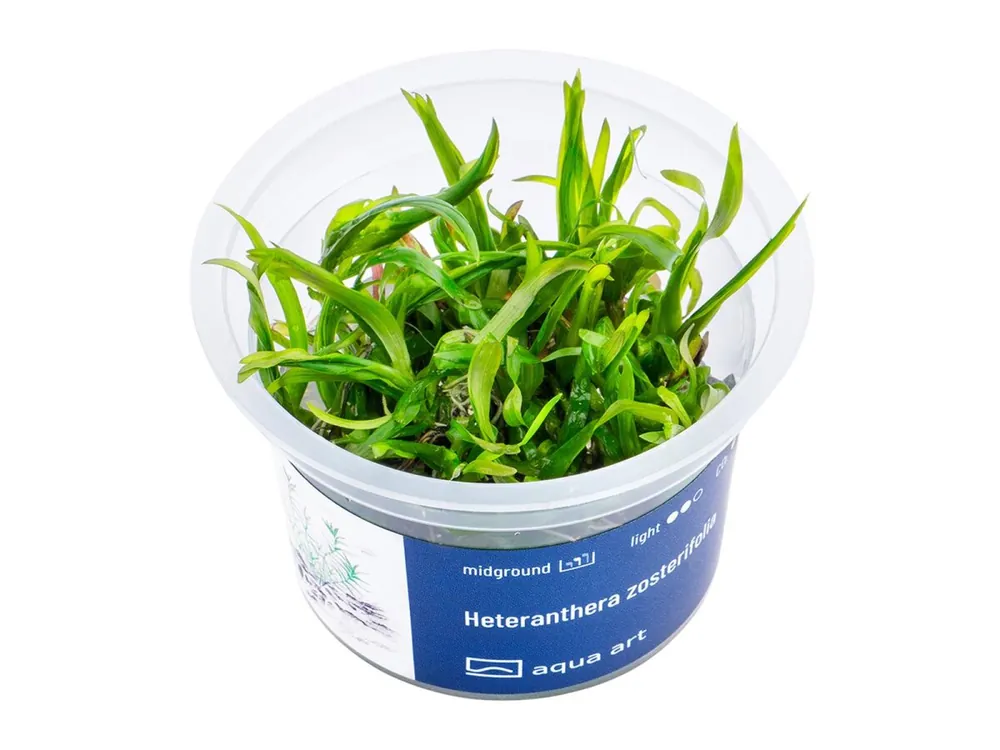 Heteranthera zosterifolia Expressversand