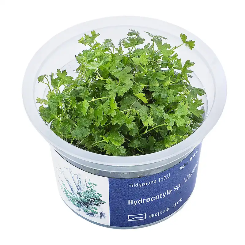 Jetzt Kaufen Hydrocotyle sp. 'Japón