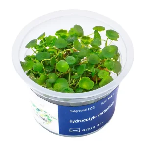 Jetzt Bestellen Hydrocotyle verticillata